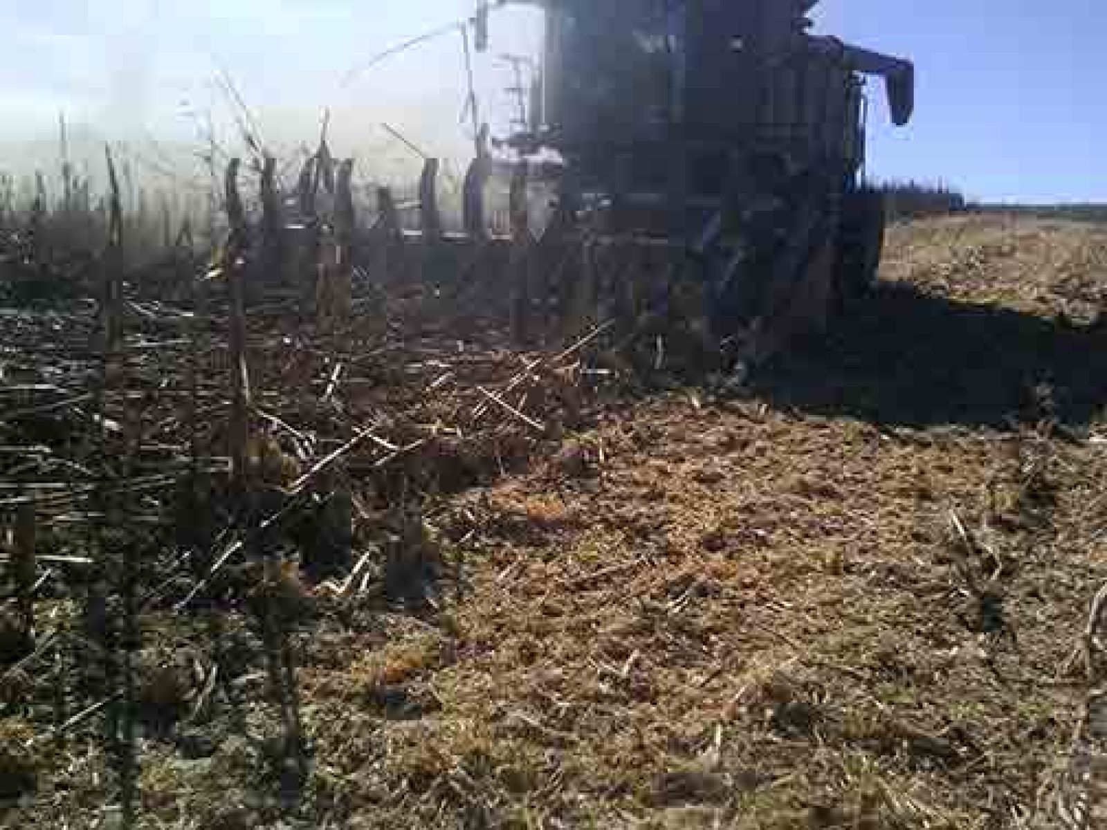 Harvesting down corn 