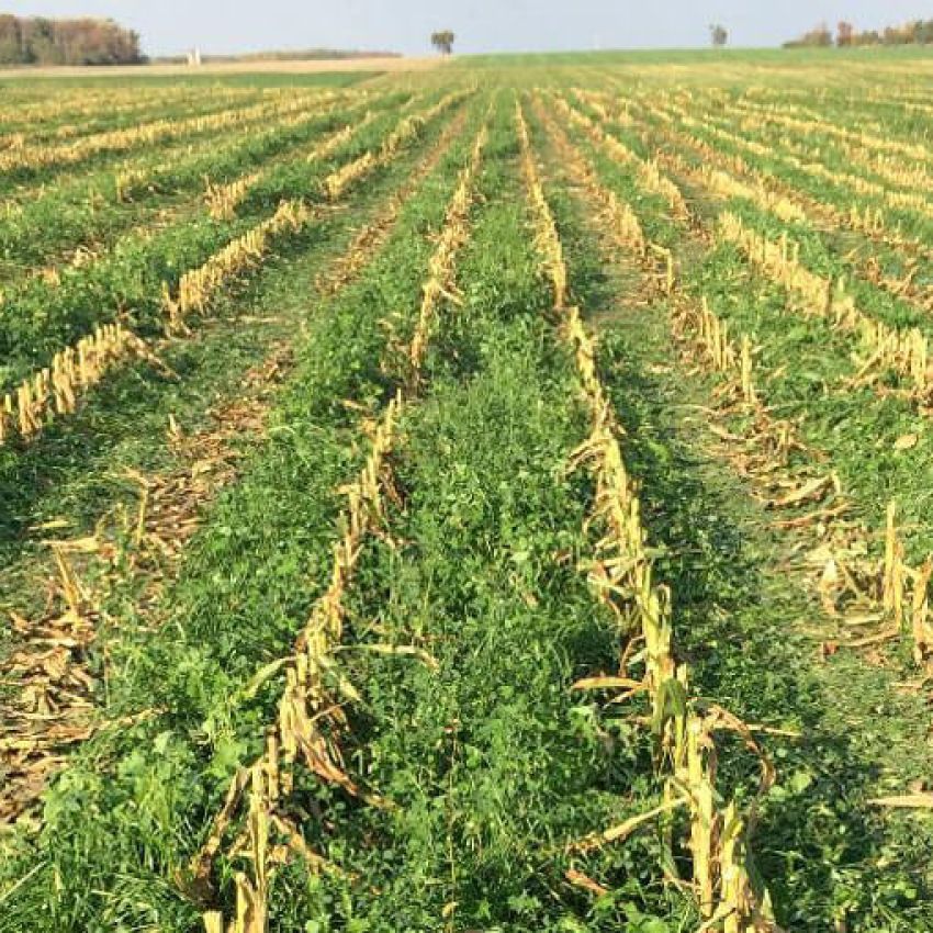 Forage Cover Crops Seeds Mix by DLF Pickseed