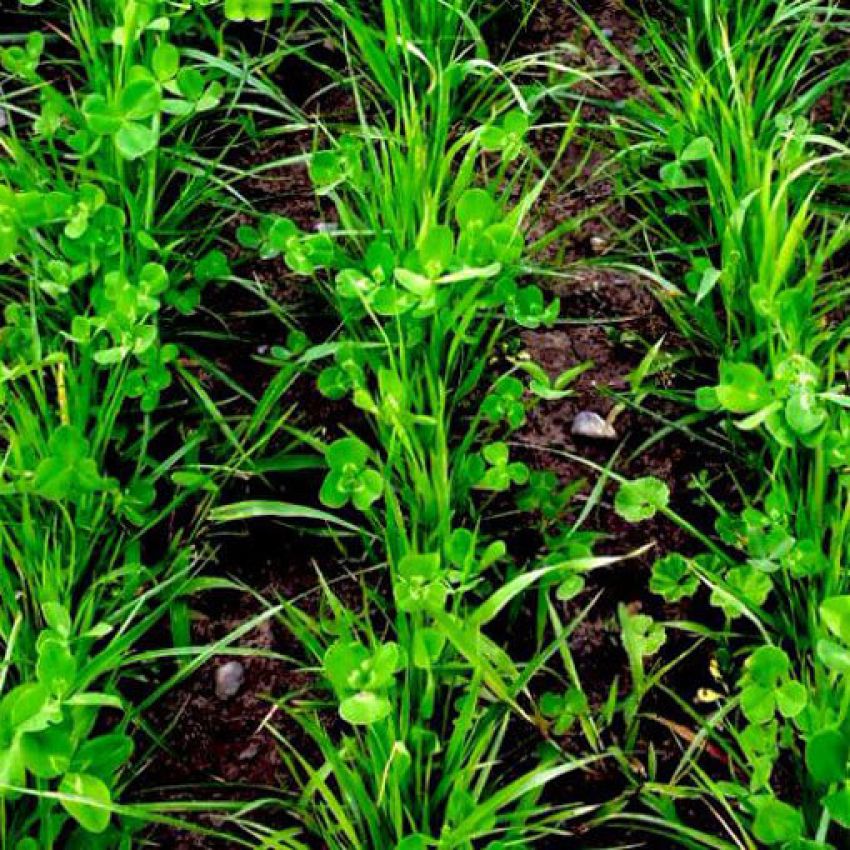 Value Added Forage Mixture Seeds by DLF Pickseed